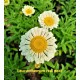 Маргарита Leucanthemum superbum Real Neat